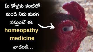 కోళ్లకు వచ్చే కంటి సమస్యలకు homeopathy లో ఈ medicine వాడండి......