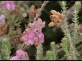 wet heathland and the wildlife it supports