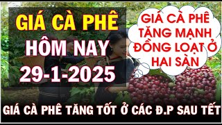 Giá cà phê hôm nay ngày 29/1/2025|Giá cà phê tăng mạnh ở hai sàn phái sinh