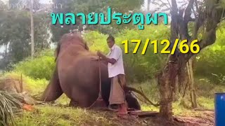 คุณหมอเขาเยี่ยมพ่อพลายประตูผา ขอบคุณจนททางไทยมากค่ะ🙏🐘