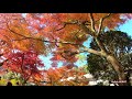 《4k》本土寺の紅葉（後編）2019