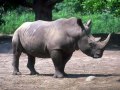 help the endangered animals.wmv