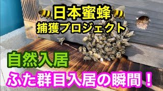 【ニホンミツバチ#4】日本蜜蜂捕獲プロジェクト第４段！ふた群目の自然入居撮影できました。