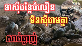 ឱ្យទាស៊ីបន្លែធំលឿនឆាប់បានលក់ សាច់ឆ្ងាញ់ មិនស៊ីរោមគ្នា