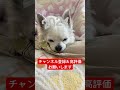 コロンのルーティンお昼寝タイム snow dog チワワちゃん チワワ ちわわ 犬のいる暮らし わんこのいる暮らし わんこのいる生活 いぬすたぐらむ