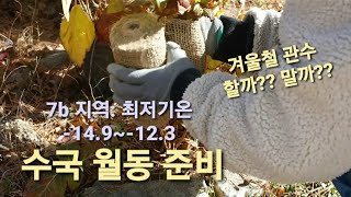 수국 월동/ 무화과 월동/ 수국 겨울철 물주기 해야할까? 안해야할까?