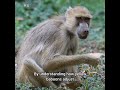 yellow baboons fascinating facts and recent news