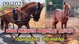 நாட்டுக்குதிரை விற்பனைக்கு ஆண் குதிரை | horse for sale karur