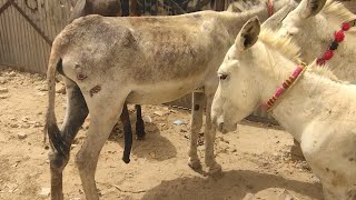 out of control 😱 male donkey mating with female donkey love each other قابو سے باہر 😱 نر گدھا مادہ