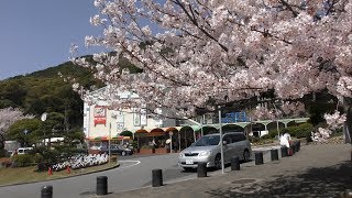 【桜満開！/神戸：須磨浦公園/2018】3/30（金）[4K]　午前中