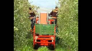 PIUMA 4WD - Apple Harvesting