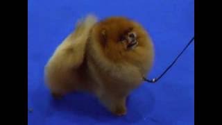 wds16 pomeranian champions males CACIB resCACIB