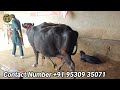 4 ਮੱਝਾਂ ਵਿਕਾਊ 4 buffaloes for sale