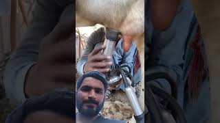 Cows milking with hand machines in dairy farm #farming #cow #dairy #roboticmilking #milkproducers