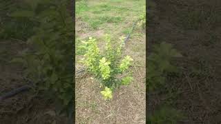 HRMN 99 Apple Plant (Hot climate Variety) |5 month apple plant| Panchkula organic farm