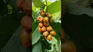 തേൻമൊഴിയല്ല but Sugar ഉള്ളവർക്ക് ഏറ്റവും മികച്ചത്||peanut butter fruit ||home #garden