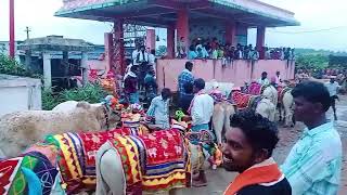 Gangapur village polala amavasya video