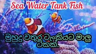 Sea Water Tank Fish  මුහුදු වතුර ටැංකියට මාලු ටිකක්