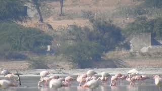 Flamingos Didwana Nagaur Rajasthan