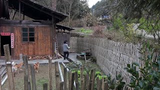 租房山居，自耕自种，春天里白菜抽苔了，鲜嫩清甜，春天的味道