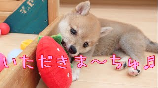 【豆柴】子犬　6/25　女の子♀1　摂州宝山荘　mameshiba dog Puppy （mame shiba inu)