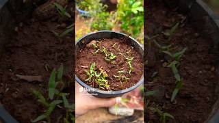 घरीच तयार केली वांग्याची रोपे 🍆       #brinjal #seeds #terracegarden #pune