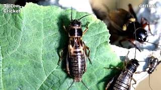 Τριζόνι Cricket ζώα ζωολογία bird reptile snake fish animal ψάρι