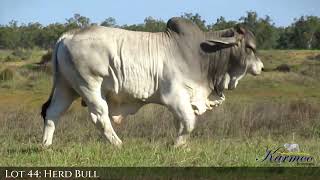 Lot 44: Herd Bull