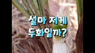 의외로 짭짤했던 개척산행#대두화#괜찮은 환엽