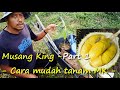 Cara Ringkas Tanam Durian Musang King - Part 1