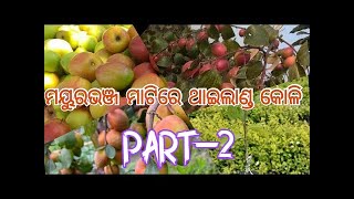 Thai Kashmir Apple Ber.ମୟୁରଭଞ୍ଜ ମାଟିରେ ଥାଇଲାଣ୍ଡ କାଶ୍ମୀରୀ କୋଳି PART 2