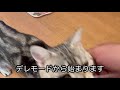 【犬vs猫】仁義なき戦い勃発！【犬威嚇するも猫も負けてない！】