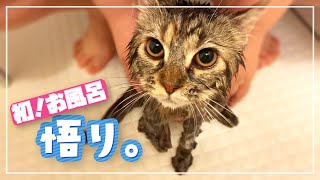 初めてお風呂に入れたら何かを悟った子猫がコチラ【サイベリアン】