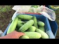 Unang harvest ng cucumber