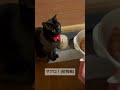 【しゃべる猫】ボキャブラリーが増えて得意げな顔！