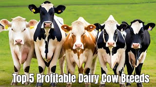 Top 5 Profitable Dairy Cow Breeds - Start Milking Cows