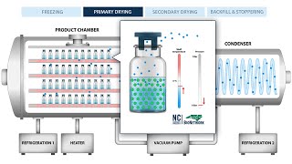 The Process of Freeze Drying (Lyophilization)