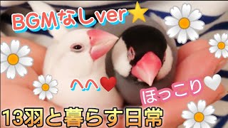 【文鳥】BGMなしver☆ホッと一息ついてって♪文鳥～ズのほっこり放鳥タイム♪