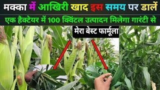 मक्का में आखिरी खाद इस समय पर डालें | makka me dusra khad kab dale | makka me dusra urea kab dale