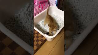 子猫初めての砂かけ大失敗で大惨事(笑)