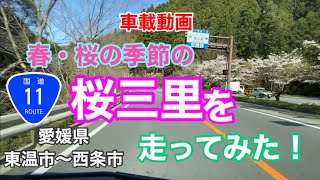 【桜の季節の桜三里】国道11号愛媛県東温市〜西条市