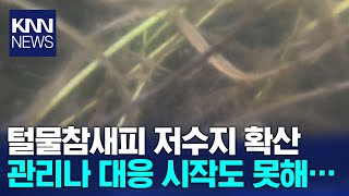 털물참새피 생태계보고 주남저수지 침입 확인/ KNN