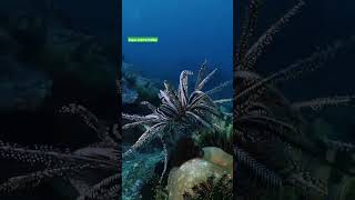 feather starfish || dancing with crinoids || #shorts #fish