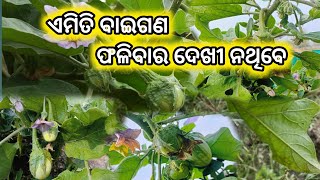 baigan ki kheti ll ବାଇଗଣ ଫଳିଛି ll brinjal farming