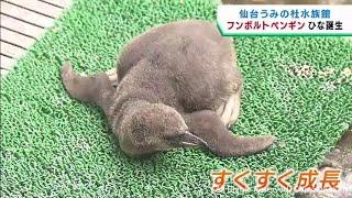 フンボルトペンギンのひなが誕生　仙台うみの杜水族館