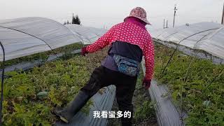 農事│ 今年最後一次採西瓜(Harvest Watermelon End this year)