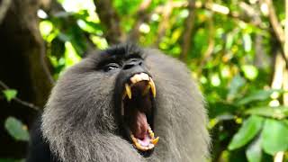 #wildframe |  Lion tailed macaque, endangered species of western ghats