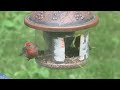 bird feeder 2024 July 26 08:13