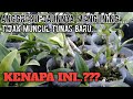 BEBERAPA PENYEBAB DAUN ANGGREK DENDRO MENGUNING, TIDAK MUNCUL TUNAS BARU DAN SOLUSINYA.