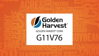 Agronomy Spotlight: Golden Harvest G11V76